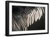 Anhinga (Anhinga anhinga) adult male, close-up of wing feathers, Anhinga Trail, Everglades-David Tipling-Framed Photographic Print