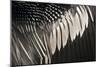 Anhinga (Anhinga anhinga) adult male, close-up of wing feathers, Anhinga Trail, Everglades-David Tipling-Mounted Photographic Print