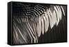 Anhinga (Anhinga anhinga) adult male, close-up of wing feathers, Anhinga Trail, Everglades-David Tipling-Framed Stretched Canvas