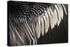 Anhinga (Anhinga anhinga) adult male, close-up of wing feathers, Anhinga Trail, Everglades-David Tipling-Stretched Canvas