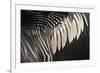 Anhinga (Anhinga anhinga) adult male, close-up of wing feathers, Anhinga Trail, Everglades-David Tipling-Framed Photographic Print