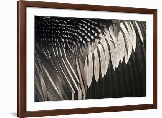 Anhinga (Anhinga anhinga) adult male, close-up of wing feathers, Anhinga Trail, Everglades-David Tipling-Framed Photographic Print