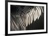 Anhinga (Anhinga anhinga) adult male, close-up of wing feathers, Anhinga Trail, Everglades-David Tipling-Framed Photographic Print