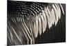 Anhinga (Anhinga anhinga) adult male, close-up of wing feathers, Anhinga Trail, Everglades-David Tipling-Mounted Photographic Print