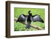 Anhinga (Anhinga Anhinga) bird, Tortuguero National Park, Limon Province, Costa Rica-Matthew Williams-Ellis-Framed Photographic Print