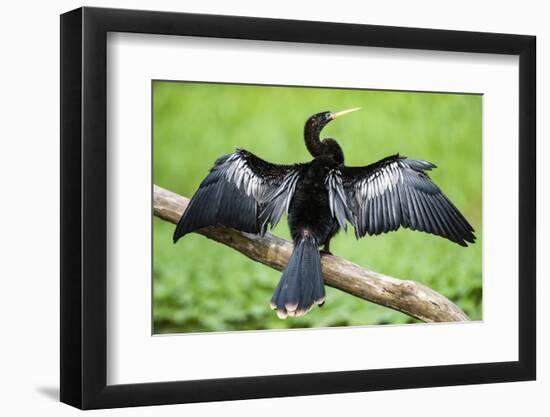 Anhinga (Anhinga Anhinga) bird, Tortuguero National Park, Limon Province, Costa Rica-Matthew Williams-Ellis-Framed Photographic Print
