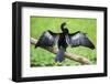 Anhinga (Anhinga Anhinga) bird, Tortuguero National Park, Limon Province, Costa Rica-Matthew Williams-Ellis-Framed Photographic Print