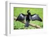 Anhinga (Anhinga Anhinga) bird, Tortuguero National Park, Limon Province, Costa Rica-Matthew Williams-Ellis-Framed Photographic Print