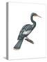 Anhinga (Anhinga Anhinga), Birds-Encyclopaedia Britannica-Stretched Canvas