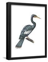 Anhinga (Anhinga Anhinga), Birds-Encyclopaedia Britannica-Framed Poster