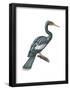 Anhinga (Anhinga Anhinga), Birds-Encyclopaedia Britannica-Framed Poster