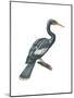Anhinga (Anhinga Anhinga), Birds-Encyclopaedia Britannica-Mounted Poster