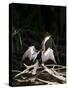 Anhinga (Anhinga Anhinga), Everglades, UNESCO World Heritage Site, Florida, USA, North America-Michael DeFreitas-Stretched Canvas