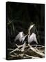 Anhinga (Anhinga Anhinga), Everglades, UNESCO World Heritage Site, Florida, USA, North America-Michael DeFreitas-Stretched Canvas