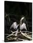 Anhinga (Anhinga Anhinga), Everglades, UNESCO World Heritage Site, Florida, USA, North America-Michael DeFreitas-Stretched Canvas