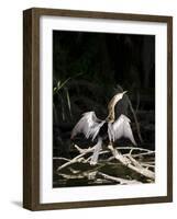 Anhinga (Anhinga Anhinga), Everglades, UNESCO World Heritage Site, Florida, USA, North America-Michael DeFreitas-Framed Photographic Print