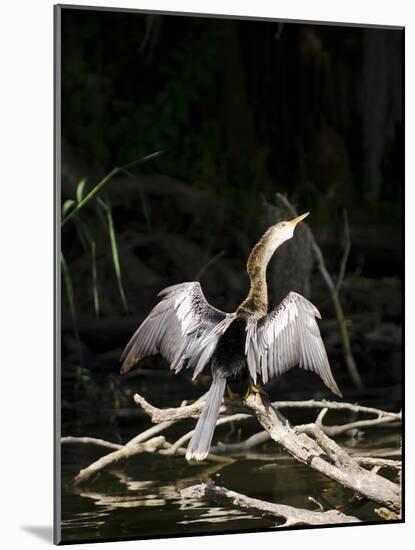 Anhinga (Anhinga Anhinga), Everglades, UNESCO World Heritage Site, Florida, USA, North America-Michael DeFreitas-Mounted Photographic Print