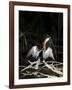 Anhinga (Anhinga Anhinga), Everglades, UNESCO World Heritage Site, Florida, USA, North America-Michael DeFreitas-Framed Photographic Print