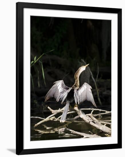 Anhinga (Anhinga Anhinga), Everglades, UNESCO World Heritage Site, Florida, USA, North America-Michael DeFreitas-Framed Photographic Print