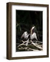 Anhinga (Anhinga Anhinga), Everglades, UNESCO World Heritage Site, Florida, USA, North America-Michael DeFreitas-Framed Photographic Print