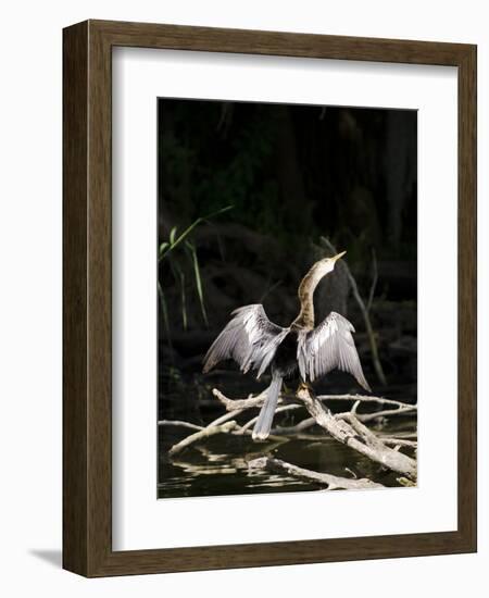 Anhinga (Anhinga Anhinga), Everglades, UNESCO World Heritage Site, Florida, USA, North America-Michael DeFreitas-Framed Photographic Print