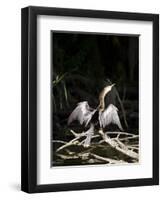 Anhinga (Anhinga Anhinga), Everglades, UNESCO World Heritage Site, Florida, USA, North America-Michael DeFreitas-Framed Photographic Print