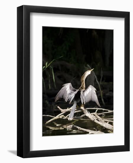 Anhinga (Anhinga Anhinga), Everglades, UNESCO World Heritage Site, Florida, USA, North America-Michael DeFreitas-Framed Photographic Print