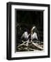 Anhinga (Anhinga Anhinga), Everglades, UNESCO World Heritage Site, Florida, USA, North America-Michael DeFreitas-Framed Photographic Print