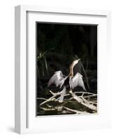 Anhinga (Anhinga Anhinga), Everglades, UNESCO World Heritage Site, Florida, USA, North America-Michael DeFreitas-Framed Photographic Print