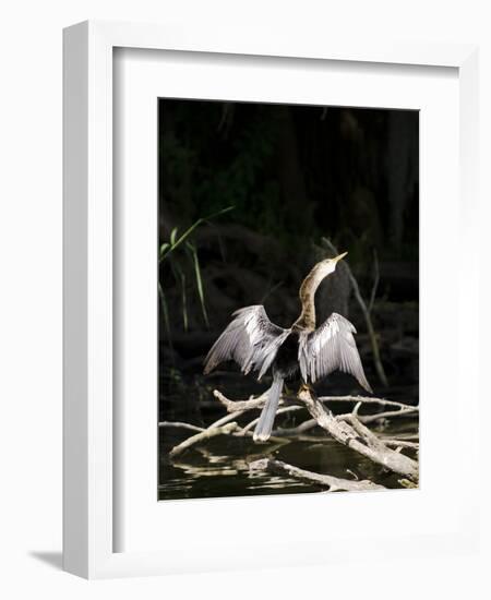 Anhinga (Anhinga Anhinga), Everglades, UNESCO World Heritage Site, Florida, USA, North America-Michael DeFreitas-Framed Photographic Print