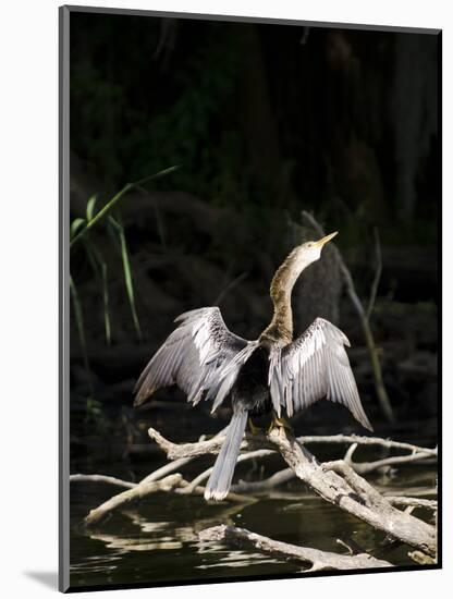 Anhinga (Anhinga Anhinga), Everglades, UNESCO World Heritage Site, Florida, USA, North America-Michael DeFreitas-Mounted Photographic Print