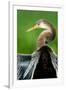 Anhinga (Anhinga Anhinga), Pantanal Wetlands, Brazil-null-Framed Photographic Print