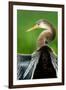 Anhinga (Anhinga Anhinga), Pantanal Wetlands, Brazil-null-Framed Photographic Print