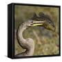 Anhinga (Anhinga Anhinga) With Large Bluegill Sunfish (Lepomis Macrochirus) Prey-George Sanker-Framed Stretched Canvas