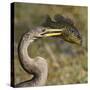 Anhinga (Anhinga Anhinga) With Large Bluegill Sunfish (Lepomis Macrochirus) Prey-George Sanker-Stretched Canvas