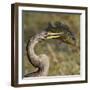 Anhinga (Anhinga Anhinga) With Large Bluegill Sunfish (Lepomis Macrochirus) Prey-George Sanker-Framed Photographic Print