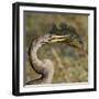 Anhinga (Anhinga Anhinga) With Large Bluegill Sunfish (Lepomis Macrochirus) Prey-George Sanker-Framed Photographic Print