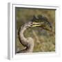 Anhinga (Anhinga Anhinga) With Large Bluegill Sunfish (Lepomis Macrochirus) Prey-George Sanker-Framed Photographic Print