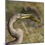 Anhinga (Anhinga Anhinga) With Large Bluegill Sunfish (Lepomis Macrochirus) Prey-George Sanker-Mounted Photographic Print