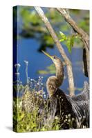 Anhinga Drying its Wings, Anhinga Trail, Everglades NP, Florida-Chuck Haney-Stretched Canvas