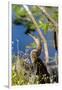 Anhinga Drying its Wings, Anhinga Trail, Everglades NP, Florida-Chuck Haney-Framed Photographic Print