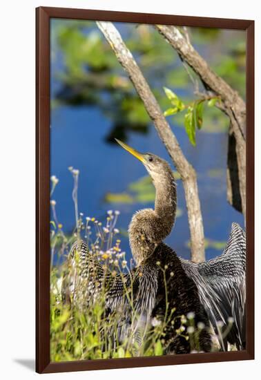 Anhinga Drying its Wings, Anhinga Trail, Everglades NP, Florida-Chuck Haney-Framed Photographic Print