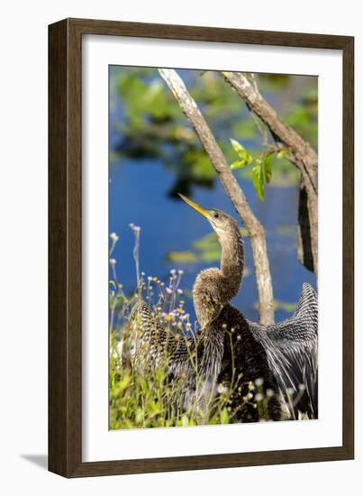 Anhinga Drying its Wings, Anhinga Trail, Everglades NP, Florida-Chuck Haney-Framed Photographic Print