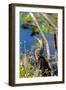 Anhinga Drying its Wings, Anhinga Trail, Everglades NP, Florida-Chuck Haney-Framed Photographic Print