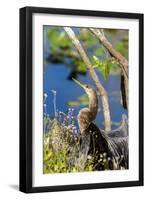 Anhinga Drying its Wings, Anhinga Trail, Everglades NP, Florida-Chuck Haney-Framed Photographic Print