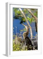 Anhinga Drying its Wings, Anhinga Trail, Everglades NP, Florida-Chuck Haney-Framed Photographic Print