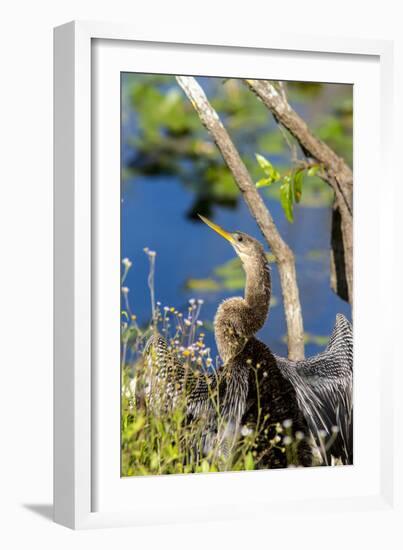 Anhinga Drying its Wings, Anhinga Trail, Everglades NP, Florida-Chuck Haney-Framed Photographic Print