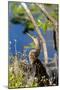 Anhinga Drying its Wings, Anhinga Trail, Everglades NP, Florida-Chuck Haney-Mounted Photographic Print