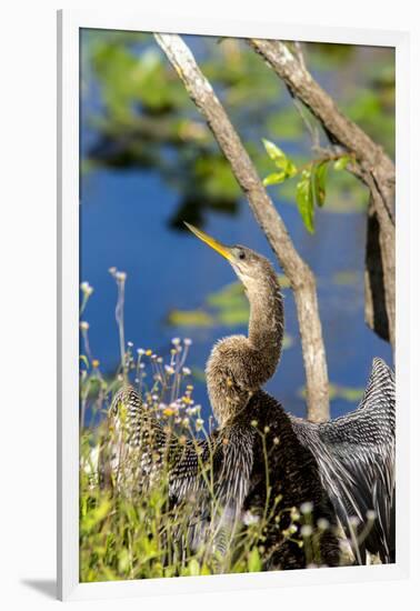 Anhinga Drying its Wings, Anhinga Trail, Everglades NP, Florida-Chuck Haney-Framed Premium Photographic Print