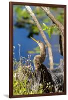 Anhinga Drying its Wings, Anhinga Trail, Everglades NP, Florida-Chuck Haney-Framed Premium Photographic Print